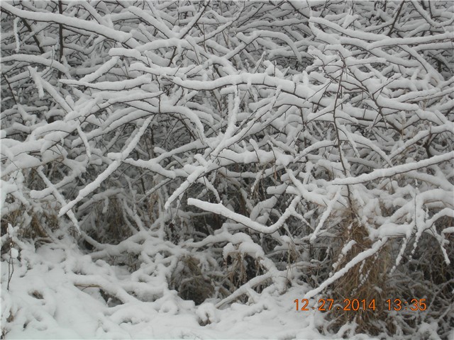 arčilend